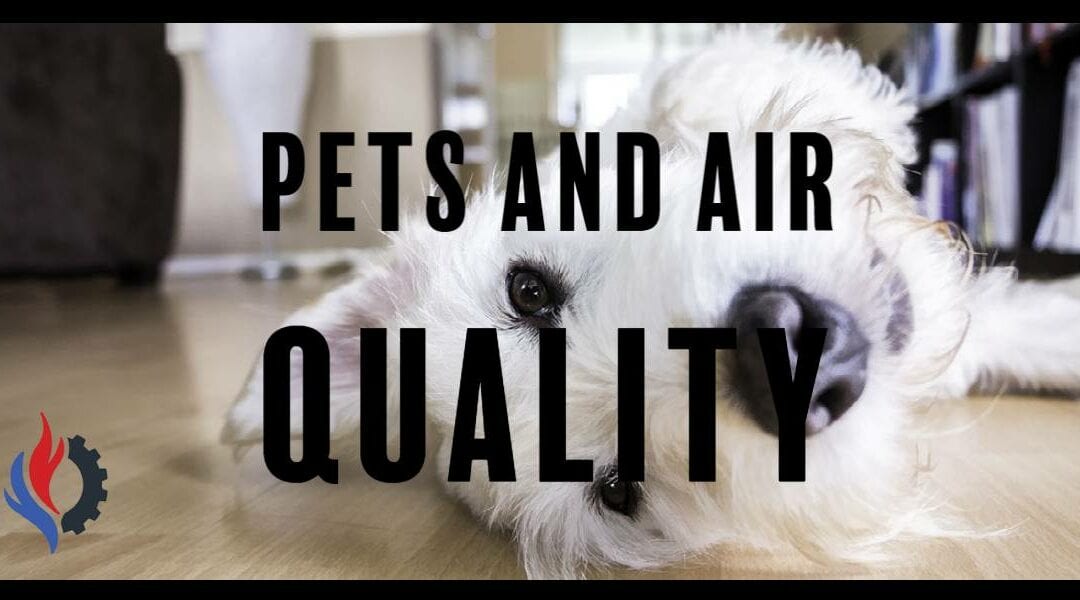 Pet Owners: How to Keep Pets and Keep Healthy Air Quality